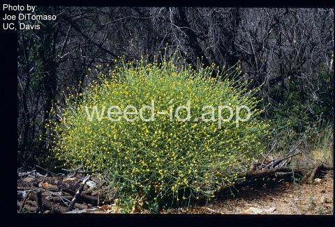 mustard, shortpod